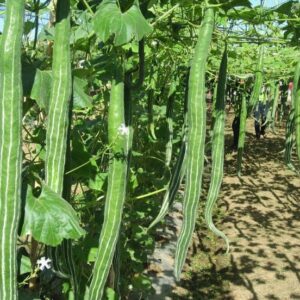 SNAKE GOURD