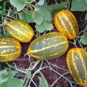 SAMBAR CUCUMBER