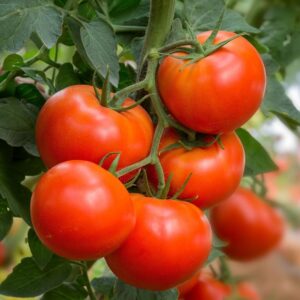 TOMATO